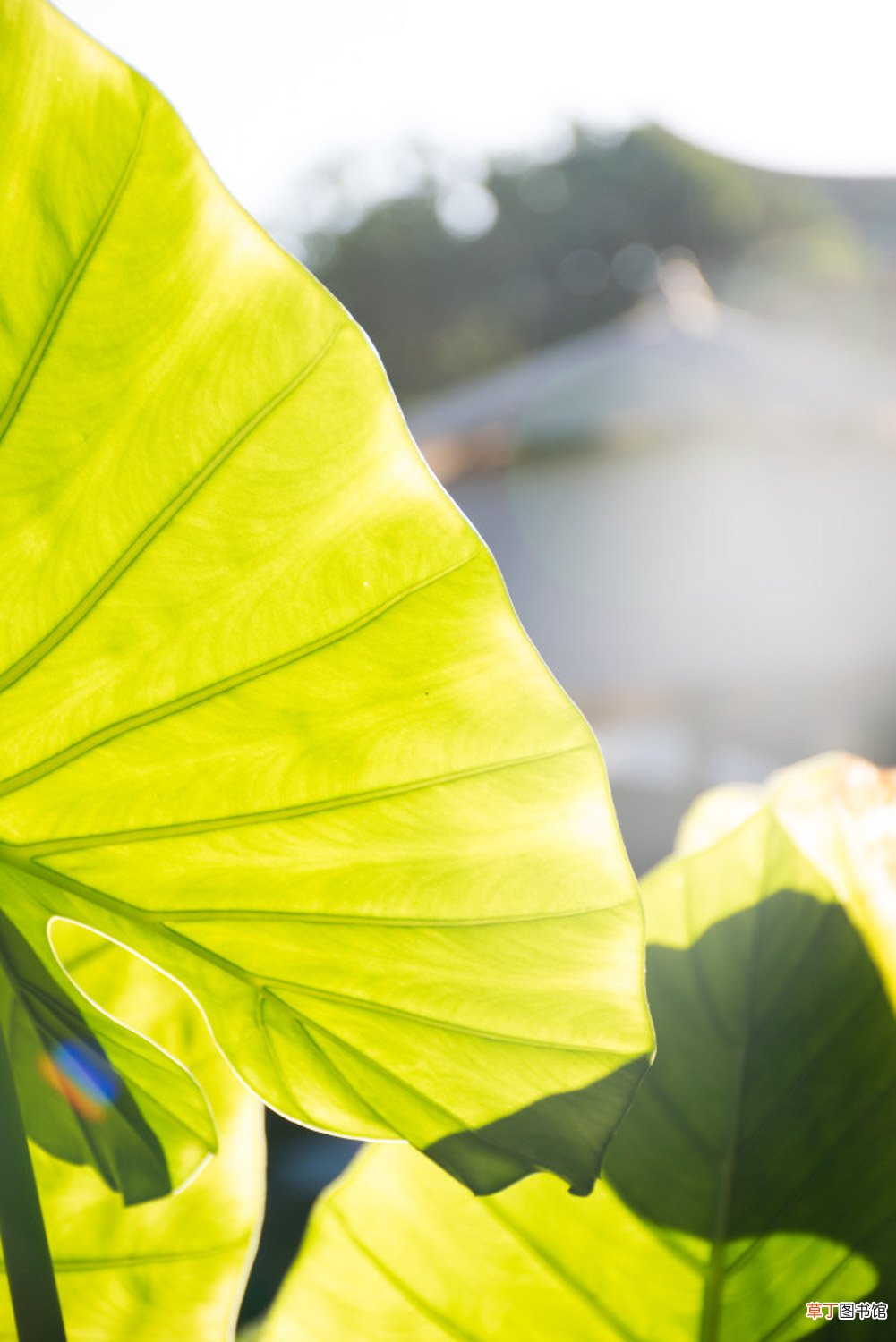 海芋花的图片欣赏 – 花百科
