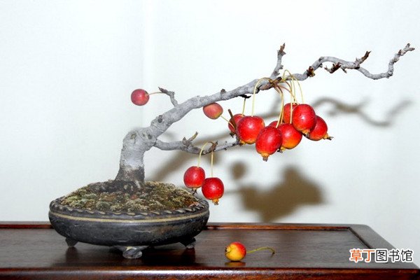 果木盆景的介绍和图片欣赏 – 花百科