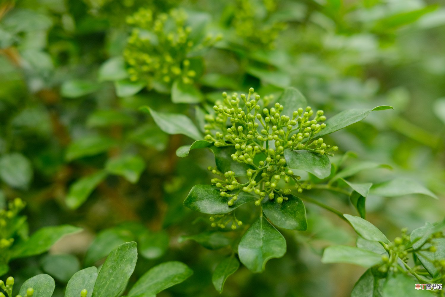 果木盆景的介绍和图片欣赏 – 花百科