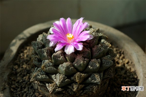 龟甲牡丹的养殖方法和注意事项 – 花百科