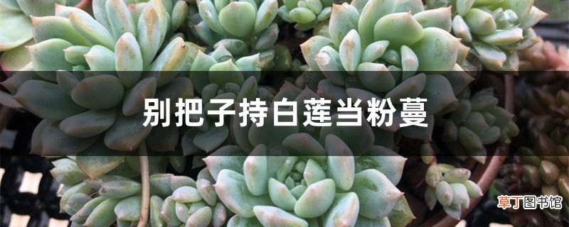别把子持白莲当粉蔓