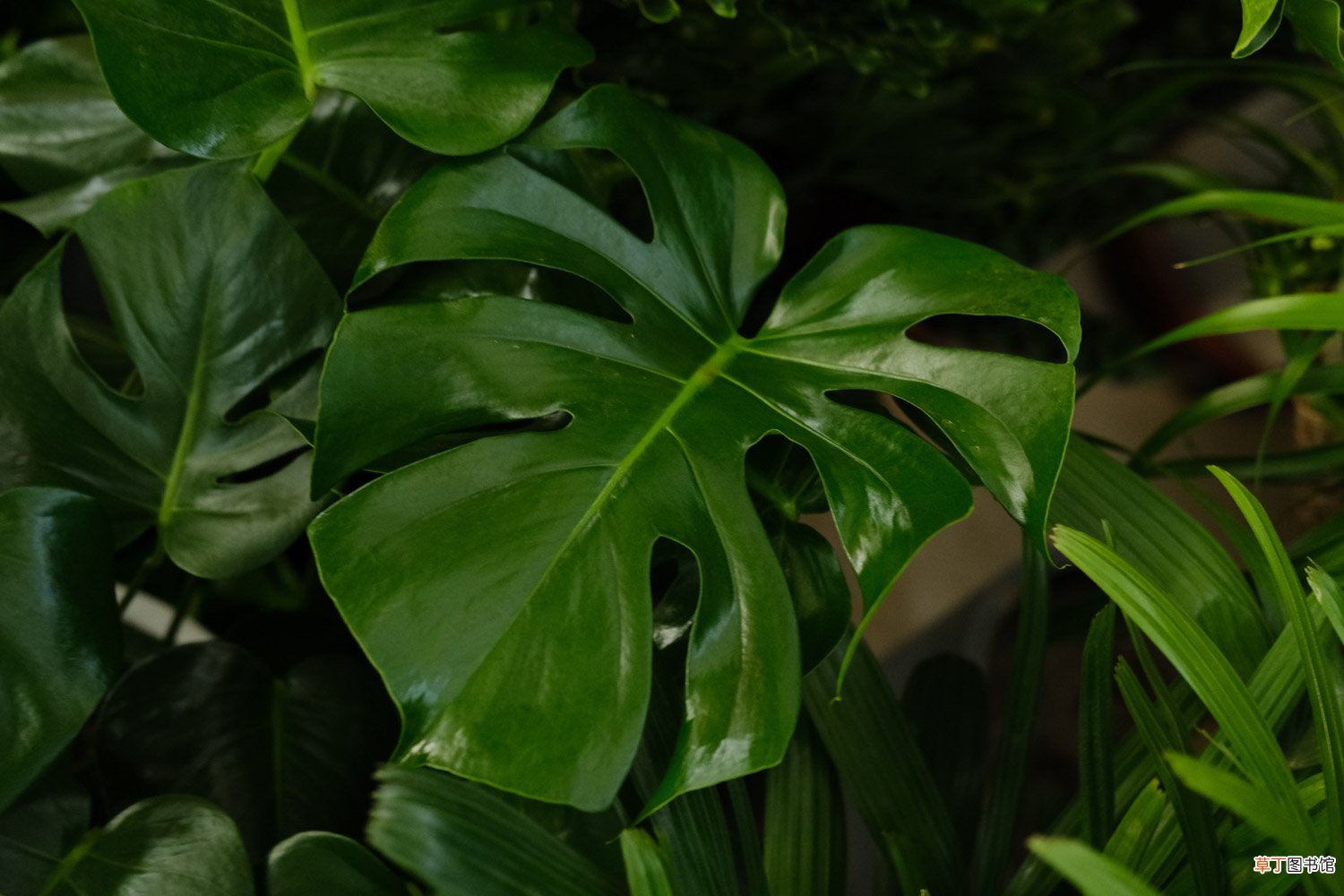 龟背竹图片欣赏 – 花百科