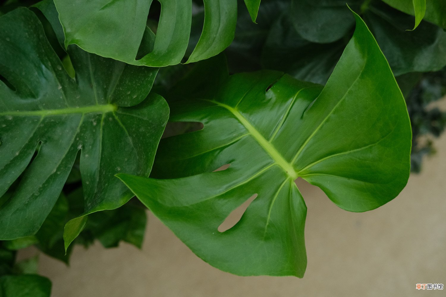 龟背竹图片欣赏 – 花百科