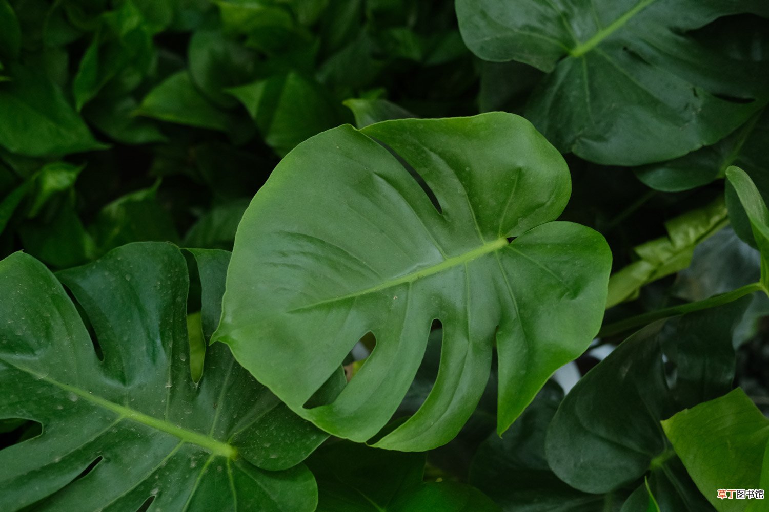 龟背竹图片欣赏 – 花百科