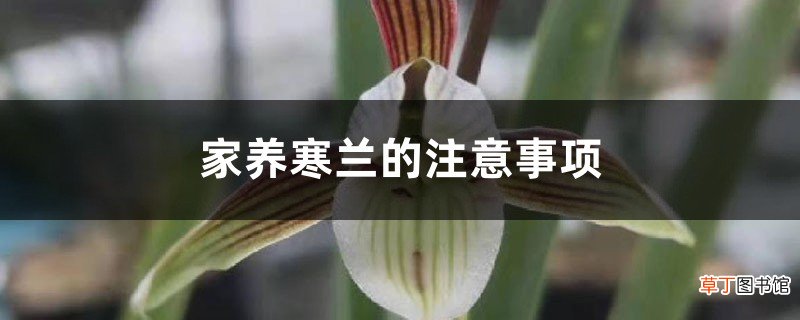 家养寒兰的注意事项