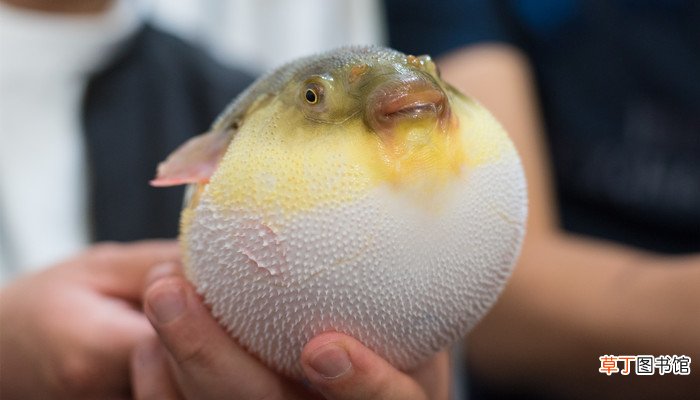 河鲀和河豚区别