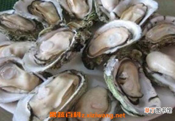 男人吃牡蛎的功效与作用