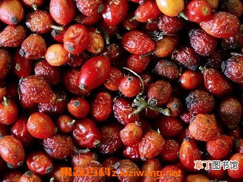 玫瑰果油的功效与作用 玫瑰果油的禁忌
