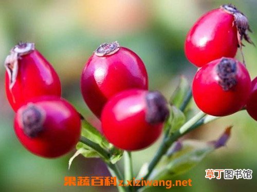 玫瑰果油的功效与作用 玫瑰果油的禁忌