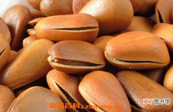 松子壳枕头的功效与作用