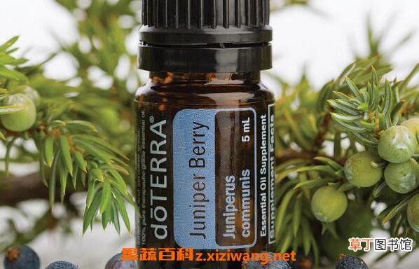 杜松浆果精油的功效与作用 杜松浆果精油的副作用