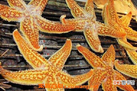 烤海星怎么吃 烤海星的正确吃法