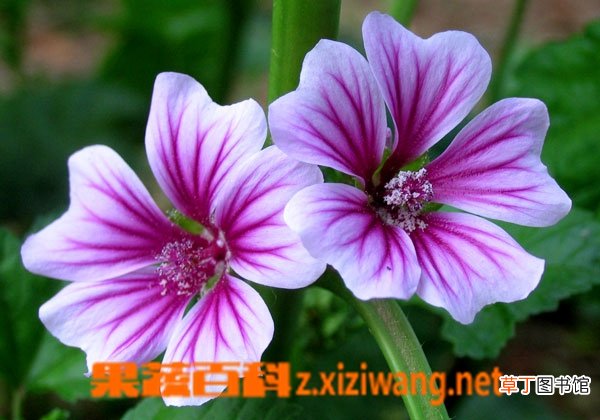 大花萱草的功效与作用
