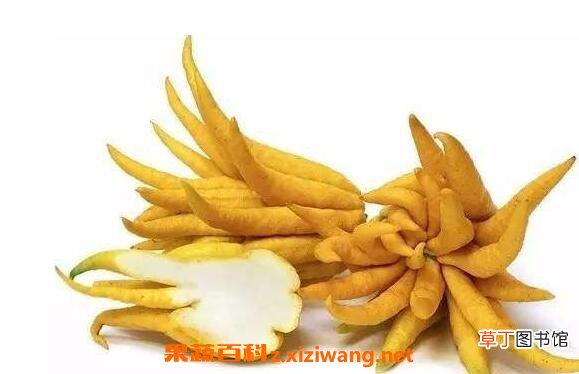 佛手柑精油的功效与作用 佛手柑精油的禁忌