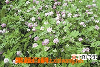 肥皂草的功效与作用