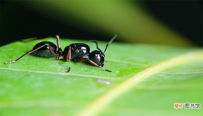 为什么人类是碳基生物