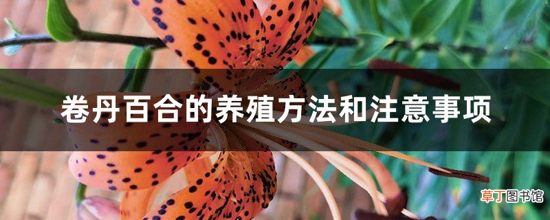 卷丹百合的养殖方法和注意事项 – 花百科