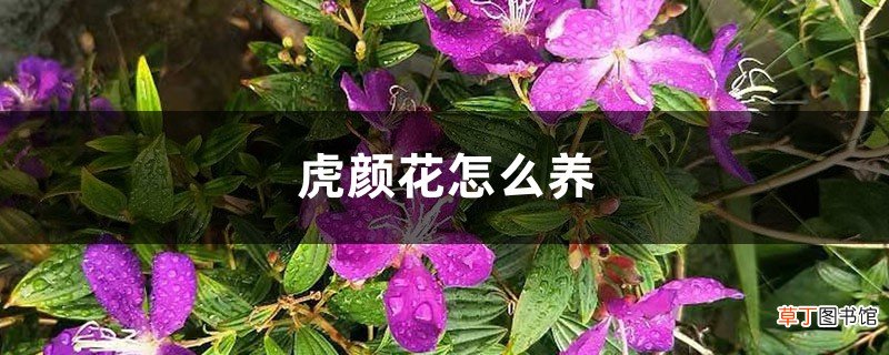 虎颜花怎么养