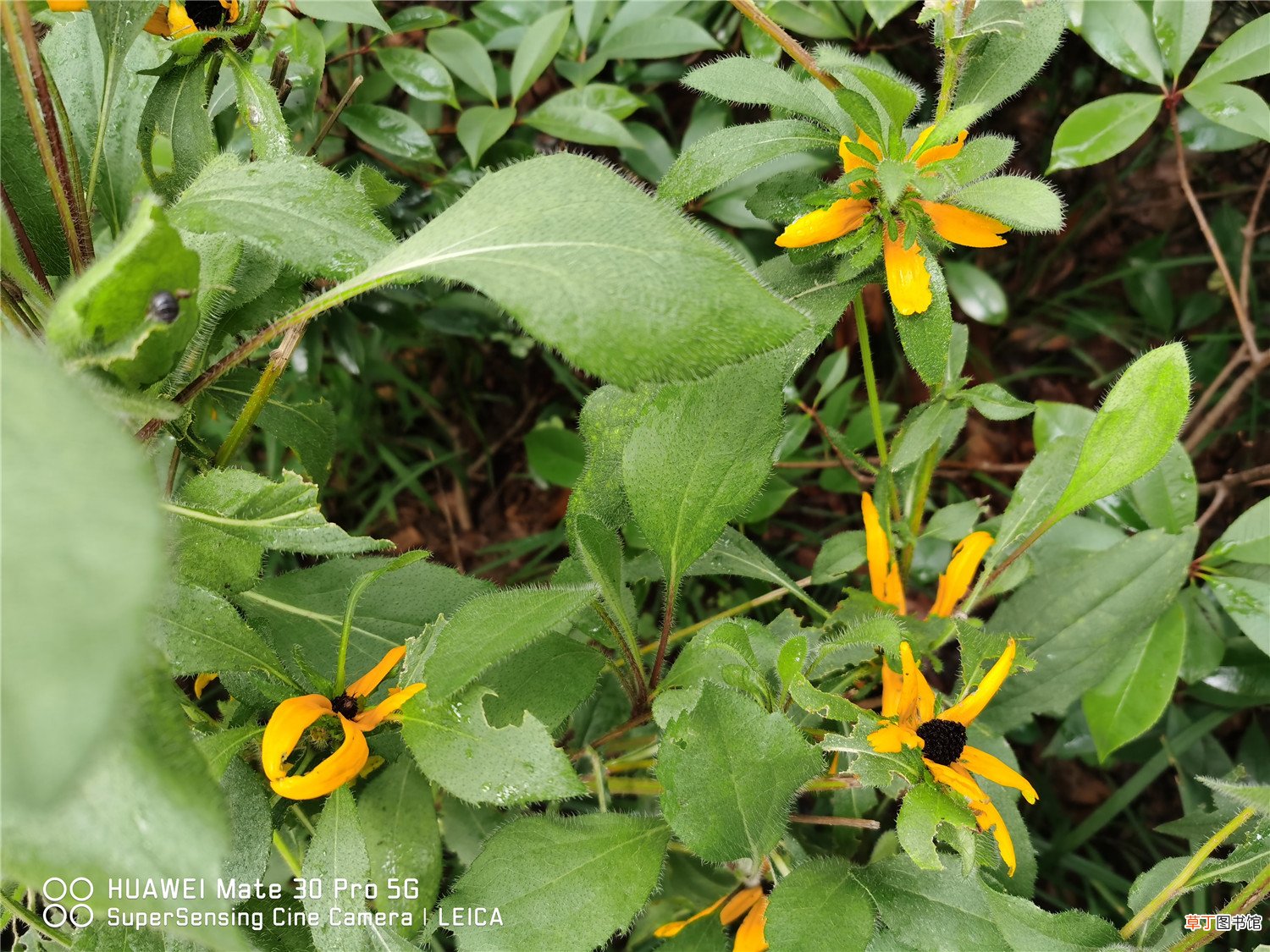 菊花的精美图片欣赏 – 花百科