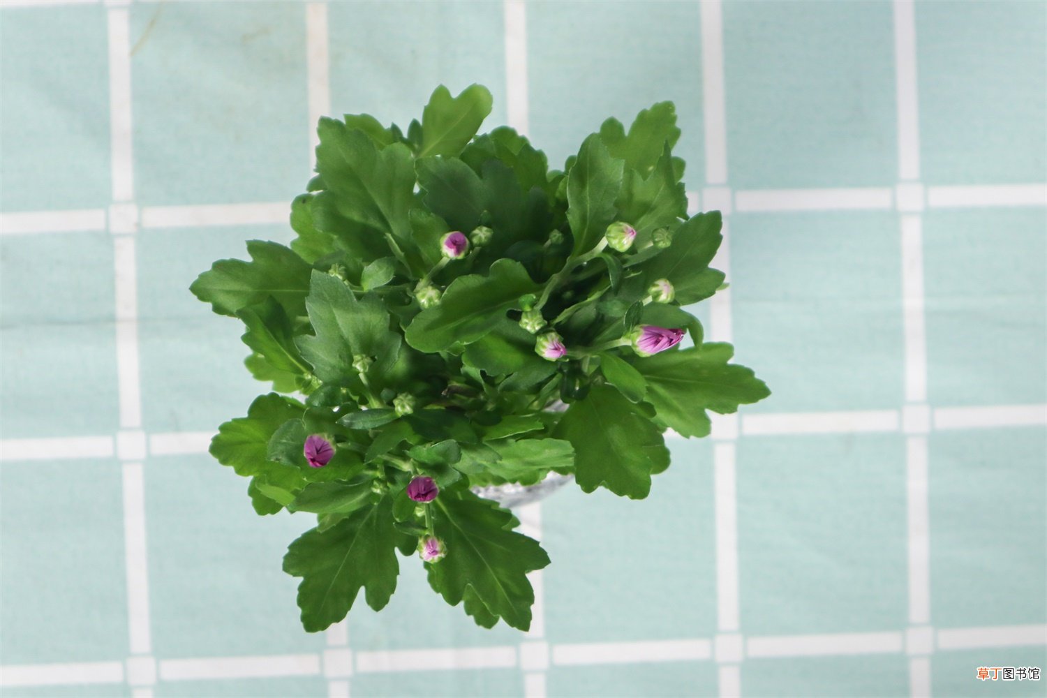 菊花的精美图片欣赏 – 花百科