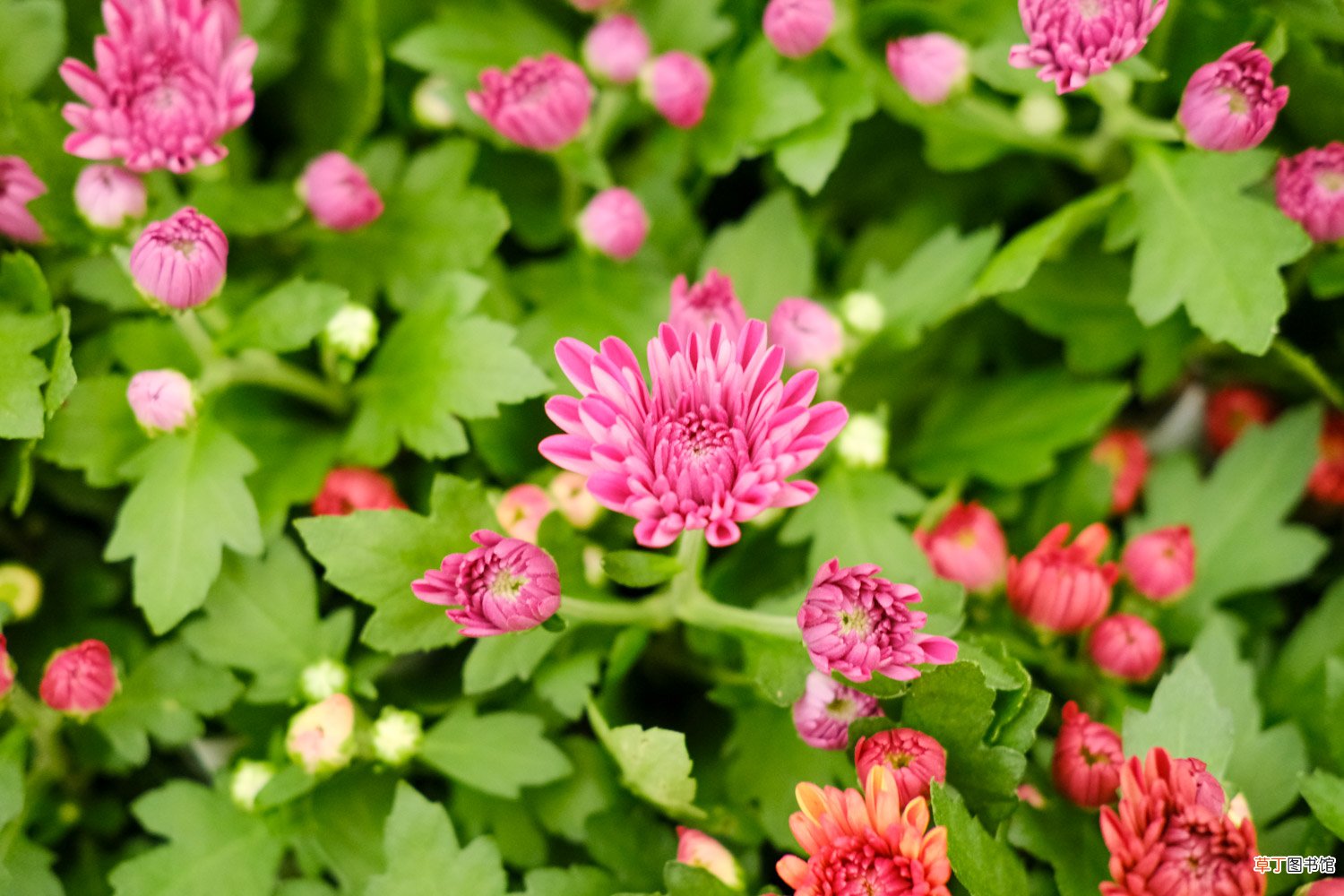 菊花的精美图片欣赏 – 花百科