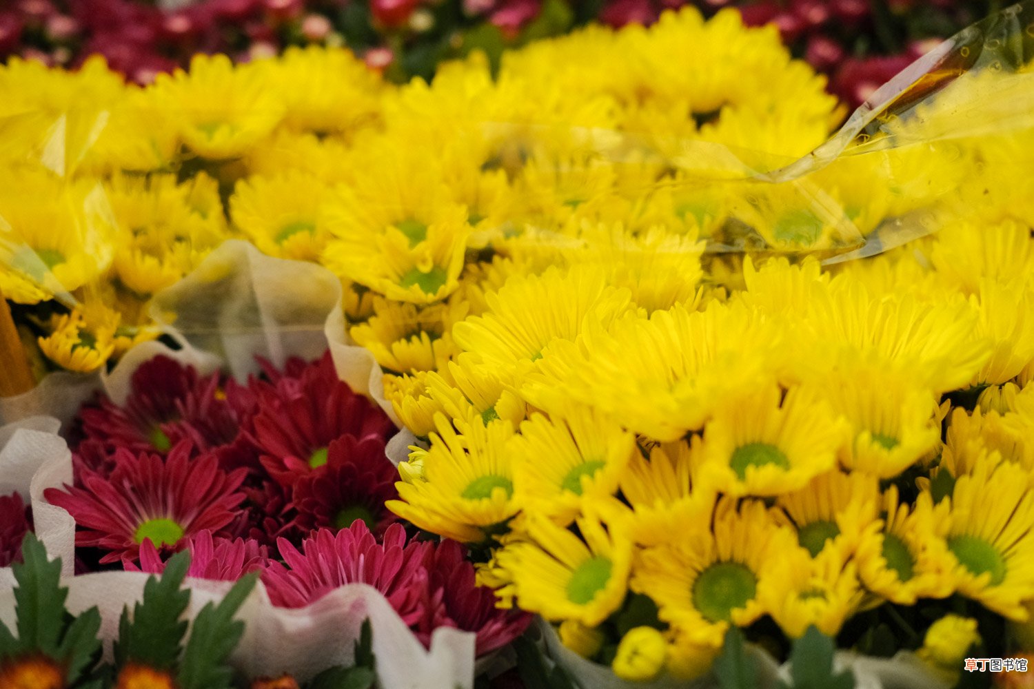 菊花的精美图片欣赏 – 花百科