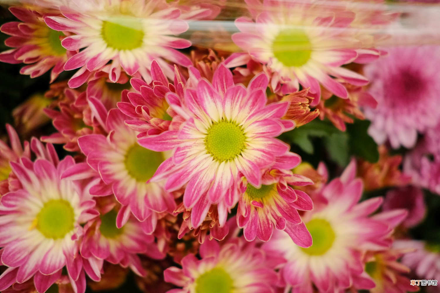 菊花的精美图片欣赏 – 花百科