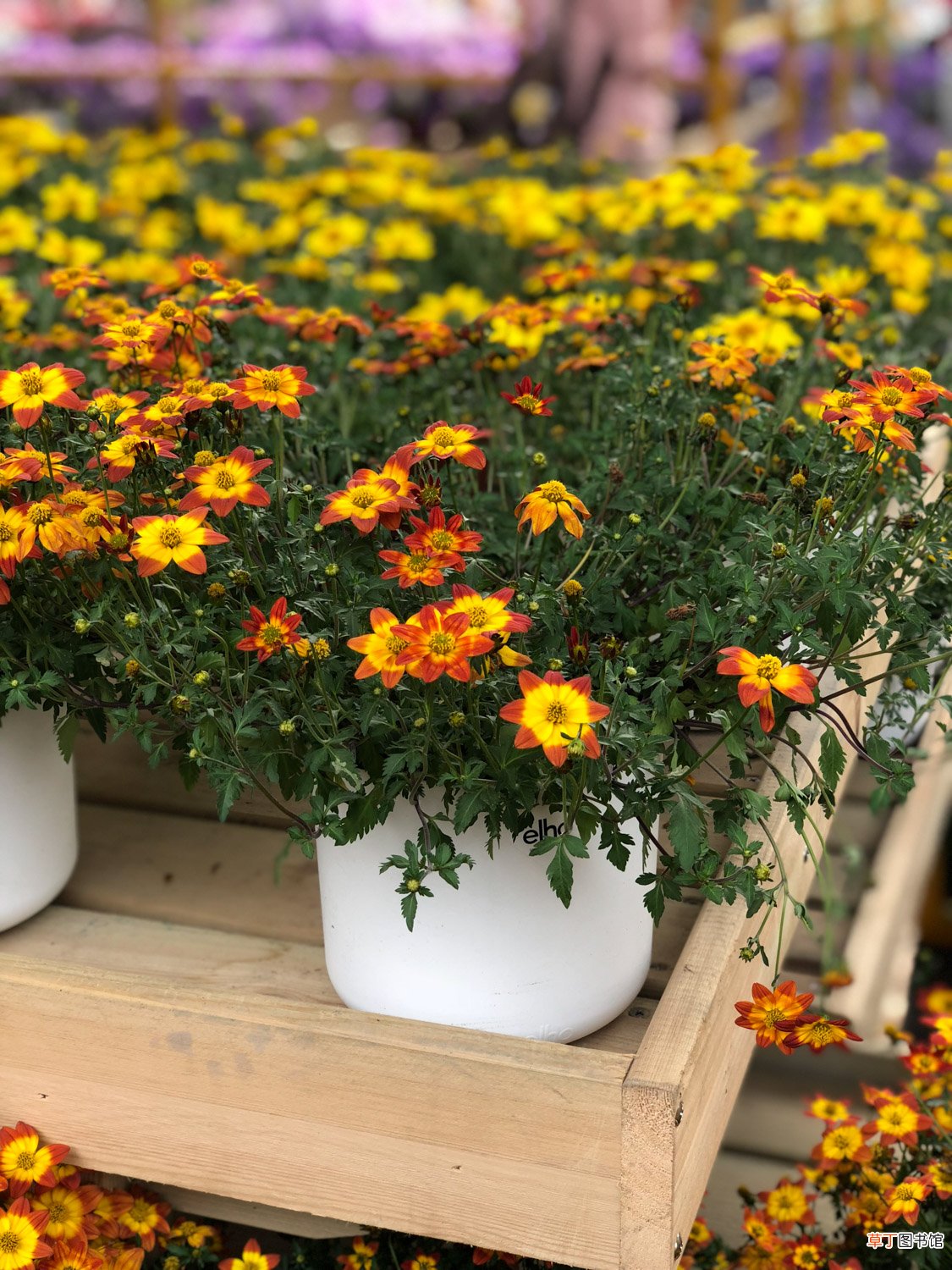 菊花的精美图片欣赏 – 花百科