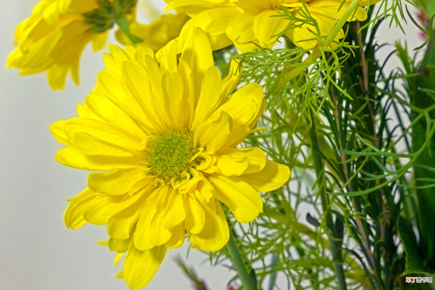 菊花的精美图片欣赏 – 花百科