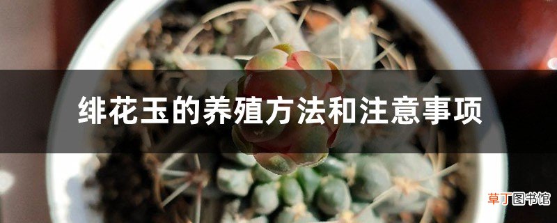 绯花玉的养殖方法和注意事项