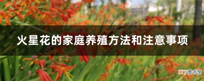 火星花的家庭养殖方法和注意事项