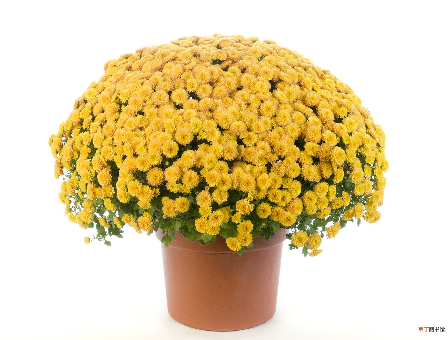 “花中隐士”菊花的插花欣赏
