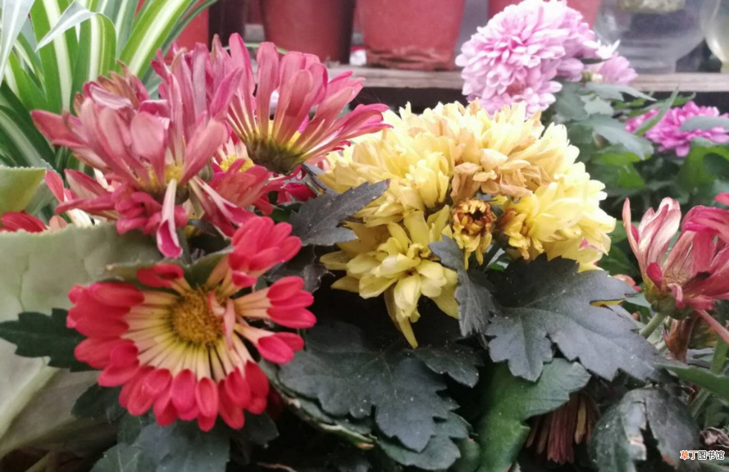 “花中隐士”菊花的插花欣赏