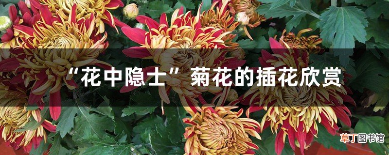 “花中隐士”菊花的插花欣赏
