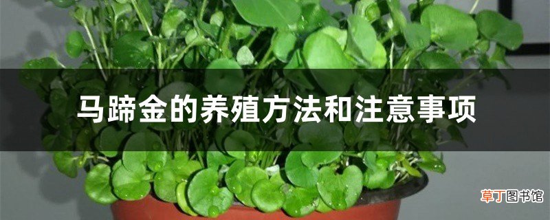 马蹄金的养殖方法和注意事项