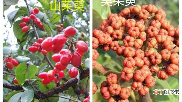 山茱萸和吴茱萸的区别