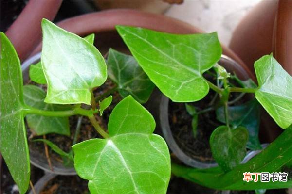 金玉菊的养殖方法 – 花百科