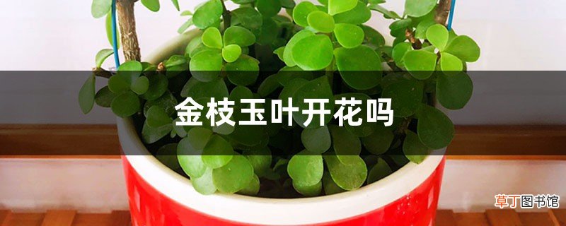 金枝玉叶开花吗