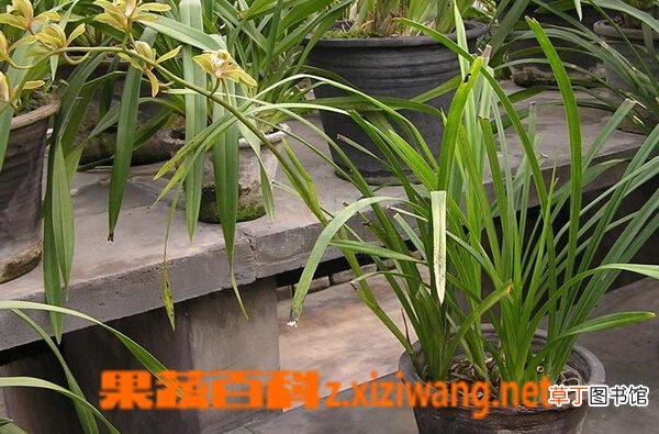 长叶兰的功效与作用