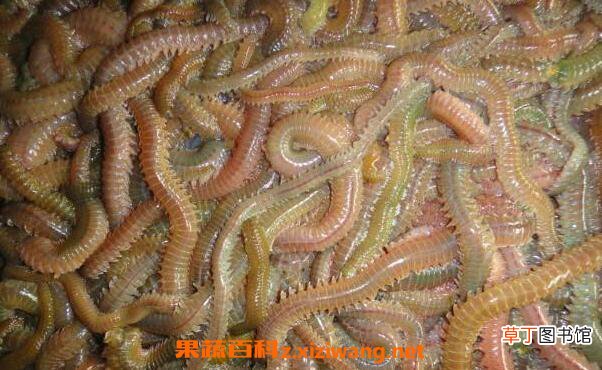 海蛆的功效与作用 海蛆的药用价值