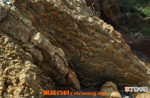 龟背石的功效与作用 龟背石的药用价值