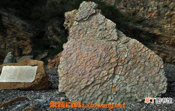 龟背石的功效与作用 龟背石的药用价值