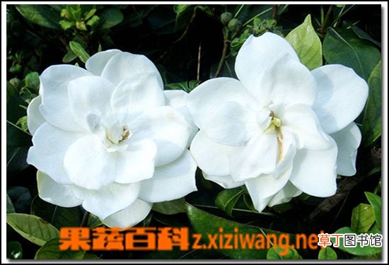 栀子花有毒吗 栀子花香有毒吗
