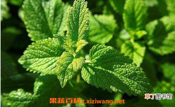 薄荷精油如何做 家庭自制薄荷精油的技巧教程