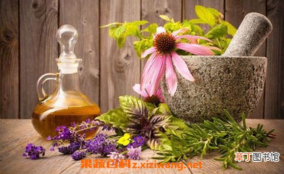 薄荷精油如何做 家庭自制薄荷精油的技巧教程