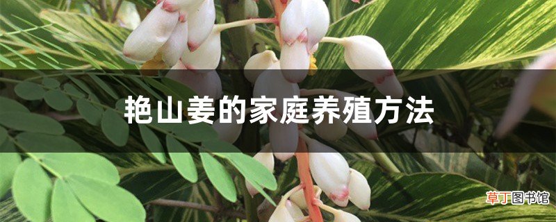 艳山姜的家庭养殖方法
