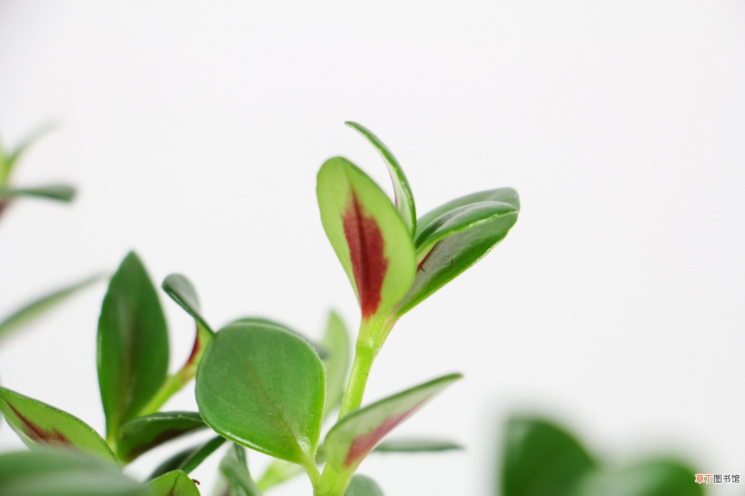 金鱼吊兰图片赏析 – 花百科