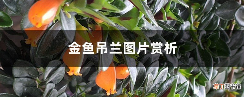 金鱼吊兰图片赏析 – 花百科