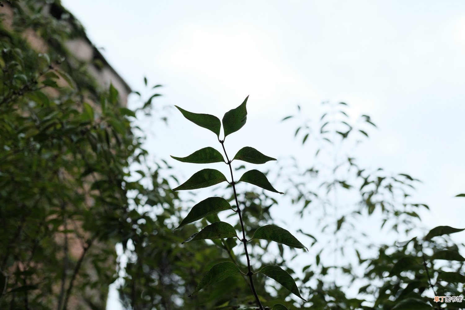 金银木的养殖方法 – 花百科