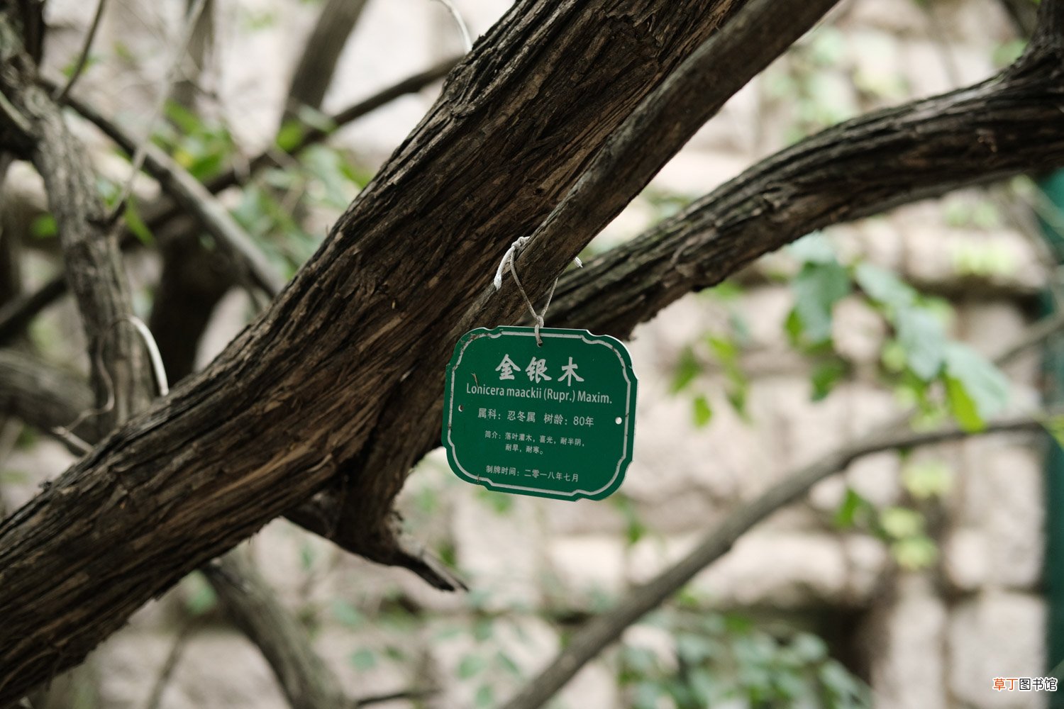 金银木的养殖方法 – 花百科